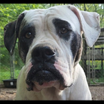 Johnson American Bulldogs - Chloe