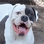 Johnson American Bulldogs - Rebel Rouiser 760 Slater