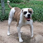 Johnson American Bulldogs - Spice