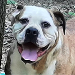 Johnson American Bulldogs - Sugar Tuffie 707 Stubby