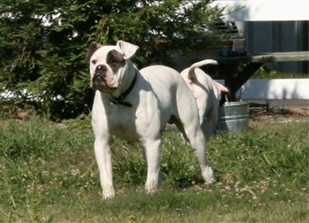 American Bulldog - Rose Valley's Zecharoo - Johnson American Bulldogs American Bulldog - Rose Valley's Zecharoo - Johnson American Bulldogs