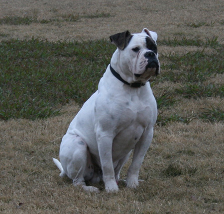 American Bulldog - Rose Valley's Zecharoo - Johnson American Bulldogs American Bulldog - Rose Valley's Zecharoo - Johnson American Bulldogs
