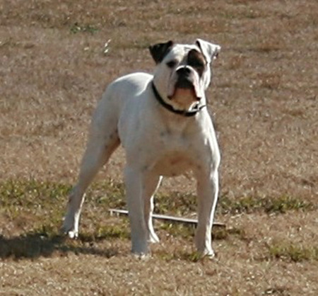 American Bulldog - Rose Valley's Zecharoo - Johnson American Bulldogs American Bulldog - Rose Valley's Zecharoo - Johnson American Bulldogs