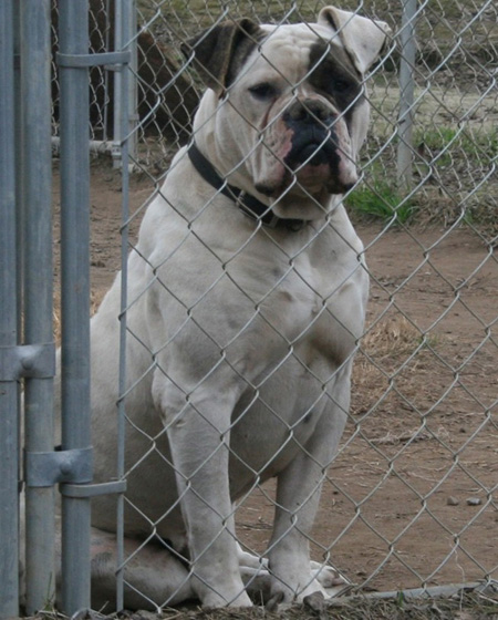 American Bulldog - Rose Valley's Zecharoo - Johnson American Bulldogs American Bulldog - Rose Valley's Zecharoo - Johnson American Bulldogs