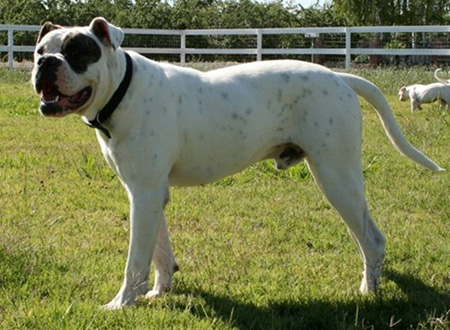 American Bulldog - Rose Valley's Zecharoo - Johnson American Bulldogs American Bulldog - Rose Valley's Zecharoo - Johnson American Bulldogs