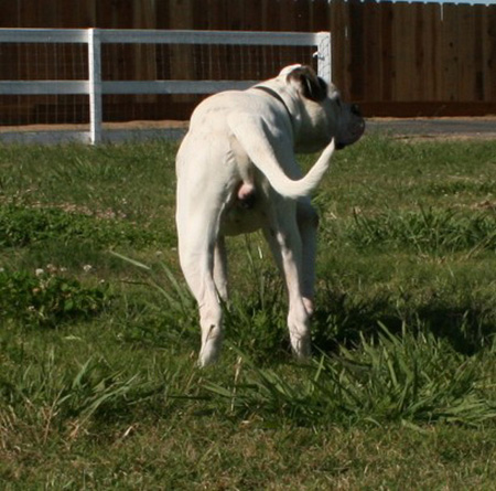 American Bulldog - Rose Valley's Zecharoo - Johnson American Bulldogs American Bulldog - Rose Valley's Zecharoo - Johnson American Bulldogs