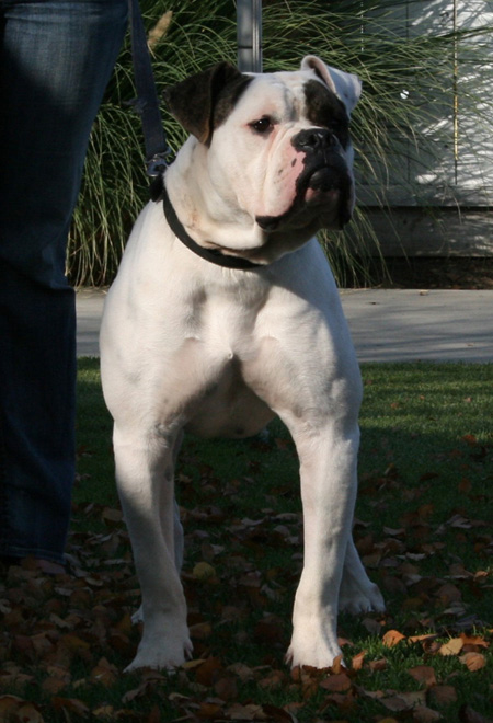 American Bulldog - Rose Valley's Zecharoo - Johnson American Bulldogs American Bulldog - Rose Valley's Zecharoo - Johnson American Bulldogs