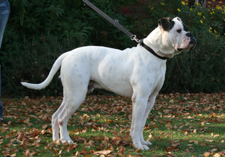 American Bulldog - Rose Valley's Zecharoo - Johnson American Bulldogs American Bulldog - Rose Valley's Zecharoo - Johnson American Bulldogs