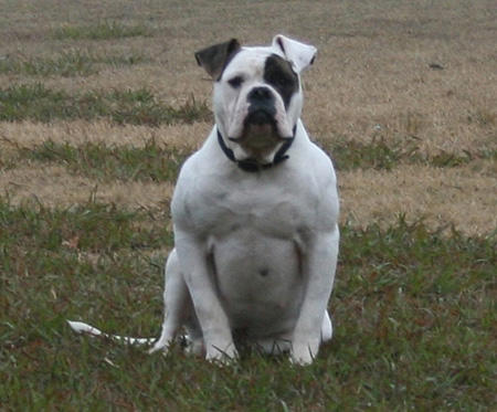 American Bulldog - Rose Valley's Zecharoo - Johnson American Bulldogs American Bulldog - Rose Valley's Zecharoo - Johnson American Bulldogs